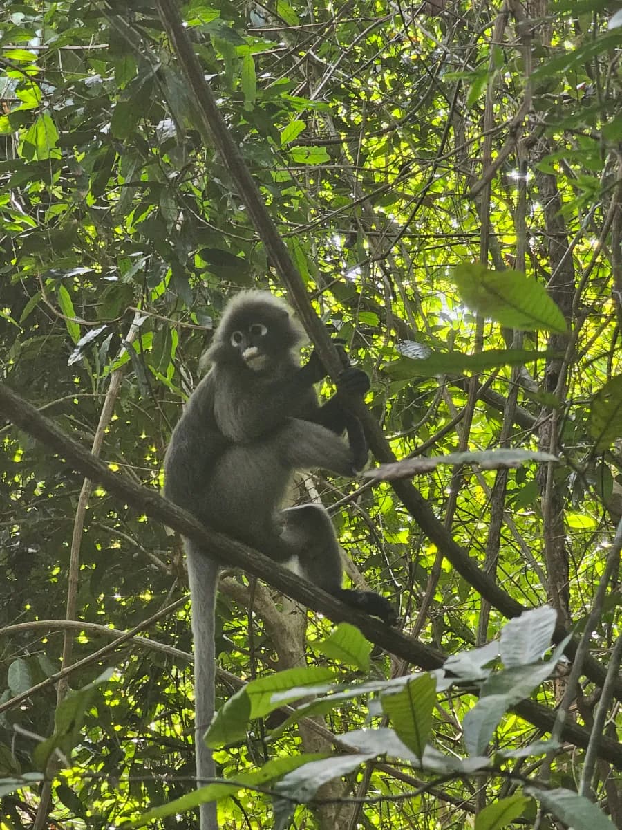 พิกัดลับดูค่างแว่นถิ่นใต้ (Dusky Leaf Monkey) สุดคิวต์ ที่อุทยานแห่งชาติ เกาะลันตา